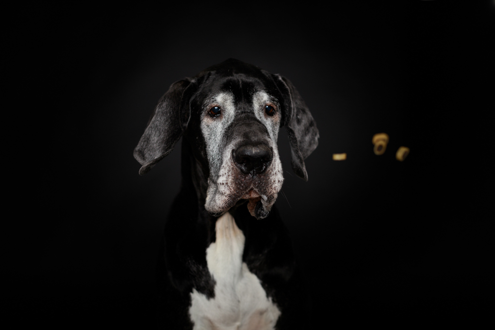 Hund faengt Leckerli Foto Pia Paulinec